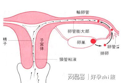 新生儿