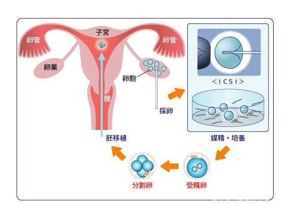 胎儿大小